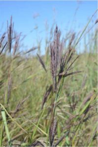 Elizabeth Kellogg requested a genome sequence for the big bluestem (Andropogon gerardii subsp. gerardii), the plant most associated with the Great Plains. (Image by Jeremy Schmutz, HudsonAlpha Institute for Biotechnology)
