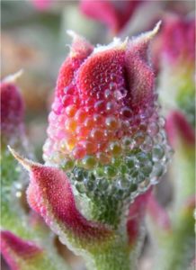 John Cushman of the University of Nevada seeks to establish the common or crystalline ice plant (Mesembryanthemum crystallinum L.) as a DOE JGI Flagship Genome species. (Image by Krzysztof Ziarnek, Kenraiz CC BY-SA 4.0 Wikipedia)
