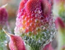 John Cushman of the University of Nevada seeks to establish the common or crystalline ice plant (Mesembryanthemum crystallinum L.) as a DOE JGI Flagship Genome species. (Image by Krzysztof Ziarnek, Kenraiz CC BY-SA 4.0 Wikipedia)