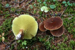 Suillus ampliporus, shown here, is part of the genus-wide molecular phylogeny of Suillus project from Nhu Nguyen of the University of California, Berkeley. Suillus fungi tolerate heavy metals, but the protection varies among hosts. (Image by Nhu Nguyen)