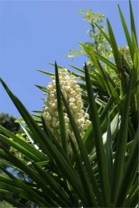 Karolina Heyduk of the University of Georgia seeks genome sequences for two cacti: the C3 species Yucca aloifolia, shown here, and the CAM species Y. filamentosa. (Image by Rolf Engstrand CC BY-SA 3.0 Wikipedia)