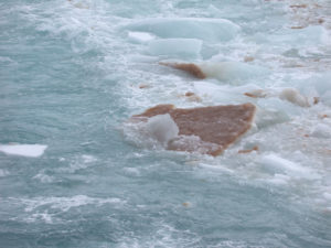 Photograph of sea-ice flows (upside down) from the Ross Sea (At McMurdo Research Station), Southern Ocean. Brown color is caused by dense populations of mainly diatoms at the interphase between sea ice and sea water including the species Fragilariopsis cylindrus. (Image credit: James A. Raymond)