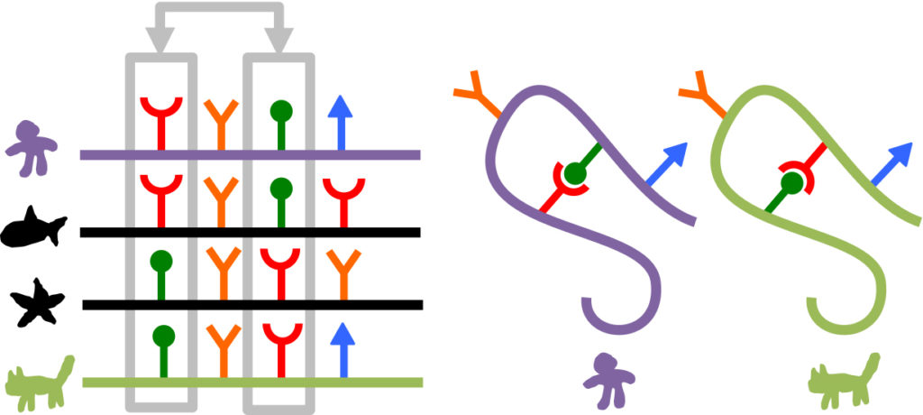 A cartoon demonstrating how patterns of co-evolution in linear sequence can be used to predict structure. On the left is an alignment of linear sequences from many different organisms of the same protein. Notice whenever there is a red amino acid on the left (grey box) there is always a complementary green amino acid on the right (and vise versa). This would indicate these two positions likely form a physical interaction, allowing us to draw the two structures on the right. (Cartoon by Sergey Ovchinnikov, UW)