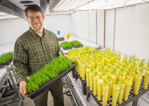John Vogel with Brachypodium plants at the DOE JGI. (Roy Kaltschmidt, Berkeley Lab)