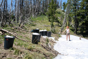 For this study, researchers planted a test population in a mountain-top meadow near the Lost Trail Pass ski resort in the mountains of Montana. To water these transplants, they lugged nine empty garbage cans up the mountain and filled them with snow to water the plants throughout the summer. (Tom Mitchell-Olds)
