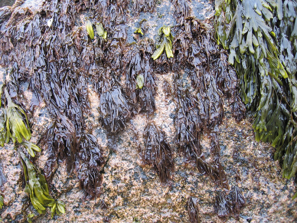 Porphyra umbilicalis (laver) attains high biomass despite the high levels of stress in its habitat in the upper intertidal zone of the North Atlantic, as shown here at low tide at Sand Beach, Acadia National Park, Maine. (Susan Brawley)