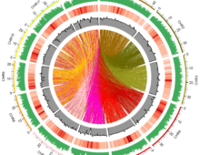 Genome-wide distribution of fast neutron-induced mutations in the Kitaake rice mutant population. (Guotian Li and Rashmi Jain)