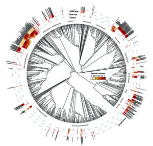Phylogenetic diversity of metagenome assembled genomes (MAGs) from the Canada Basin and Beaufort Sea at three depths; surface, subsurface chlorophyll maximum (SCM) and Pacific Winter Waters (33.1). Completeness and relative differential coverage across water mass of each MAG are displayed around the tree and microbial phyla are separated by colour. Completeness ranges from 25% to 94% complete.