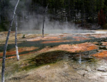 Yellowstone National Park, Octopus hot spring biofilms (Courtesy of Devaki Bhaya)