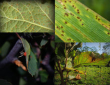Illustration of disease symptoms caused by rust fungi on different host plants (photos by M. Catherine Aime)