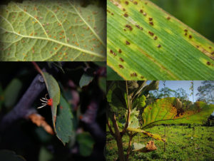 Illustration of disease symptoms caused by rust fungi on different host plants (photos by M. Catherine Aime)