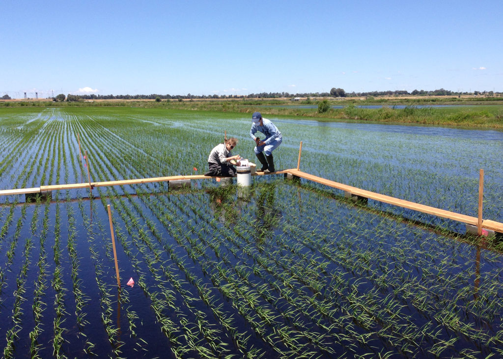 Study co-author Rhonzhong Ye and graduate student Jennifer Morris collecting greenhouse gas fluxes from the rice fields studied on Twitchell Island, CA. (Wyatt Hartman)