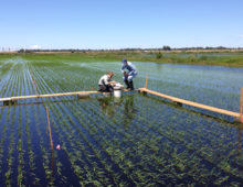 Study co-author Rhonzhong Ye and graduate student Jennifer Morris collecting greenhouse gas fluxes from the rice fields studied on Twitchell Island, CA. (Wyatt Hartman)