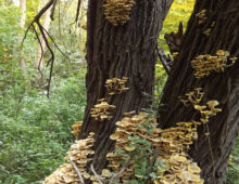 Clusters of fruiting bodies emerge on and around trees in Armillaria-infected areas in the fall. (Virág Tomity)