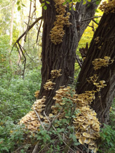 Clusters of fruiting bodies emerge on and around trees in Armillaria-infected areas in the fall. (Virág Tomity)