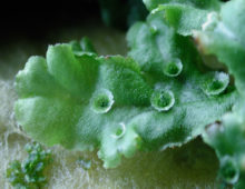 A Marchantia polymorpha thallus in the vegetative form. Cup-shaped structures on the surface are gemma cups (cupules), reproductive organs producing asexual propagules (gemmae). (Photograph by Shohei Yamaoka, Kyoto University)