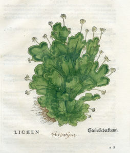 A copy of the first obviously identifiable printed image of Marchantia polymorpha, from the 1542 book De historia stirpium commentarii insignes by Leonhart Fuchs, with images drawn by Albrecht Meyer. (Image in public domain and provided by John L. Bowman)