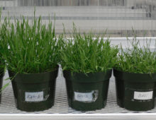 A single reference genome is not enough to harness the full genetic variation of a species so pan-genomes of crops would be extremely useful. The phenotypic diversity of Brachypodium plants is shown here. (John Vogel)