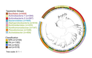Phylogenetic tree of 3,837 high quality and non-redundant bacterial genomes. Outer ring denotes the taxonomic group, central ring denotes the isolation source, and inner ring denotes the root-associated genomes within plant-associated genomes. Taxon names are color-coded based on phylum: green – Proteobacteria, red – Firmicutes, blue – Bacteroidetes, purple - Actinobacteria. (Asaf Levy)
