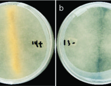 Sexual reproduction in Rhizopus microspores: (a) Successful mating between fungi harboring bacteria; (b) Lack of sex between mates cured of endobacteria. (Stephen Mondo)