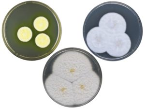 Colonies of Aspergillus: A. campestris; A. ochraceoroseus; and, A.steynii. These 3 species were among those whose genomes were sequenced in the study. (Kirstine Ellen Lyhne, DTU)