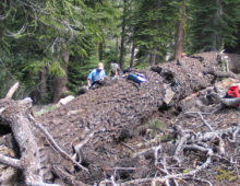 Serpula lacrymans var shastensis decomposing a large Shasta red fir (Abies magnifica var shastenis) in its natural habitat in Mt Shasta, California. (Håvard Kauserud)