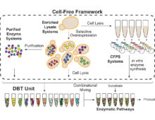 The cell-free systems approach outlined in the proposal starts by lysing pre-optimized cells from selected strains, and then working with the lysates from these strains to express genes and pathways of interest in cell-free platforms (CFPS) which can be mixed in cocktails of varying ratios for easily and rapidly characterizing novel and improved pathways, speeding up the “build” and “test” portion of the design-build-test (DBT) cycle. (Diagram: Mike Jewett)