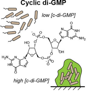 The molecule cyclic di-GMP plays a key role in controlling cellulose production and biofilm formation. To better understand cyclic di-GMP signaling pathways, the team developed the first chemiluminescent biosensor system for cyclic di-GMP and showed that it could be used to assay cyclic di-GMP in bacterial lysates. (Image courtesy of Hammond Lab, UC Berkeley)