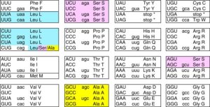 CUG is translated as Leu in the standard code, and as Ser or Ala in the modified codes. Codons are shown in uppercase. (From Krassowski et al. Evolutionary instability of CUG-Leu in the genetic code of budding yeasts. Nat Commun. doi: 10.1038/s41467-018-04374-7. CC BY 4.0)
