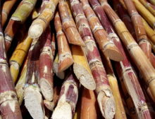 The reference sequence is useful for mapping the genes involved in sugar production and for identifying different variants on different chromosomes, information that can be used to assemble a more complex and more realistic polyploid sugarcane genome now underway. (Rufino Uribe, CC-SA 2.0)