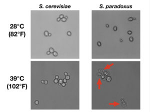 At high temperature, S. paradoxus cells die in the act of cell division, as seen by the dyads with cell bodies shriveled away from the outer cell wall. (Images by Carly Weiss, courtesy of the Brem Lab)