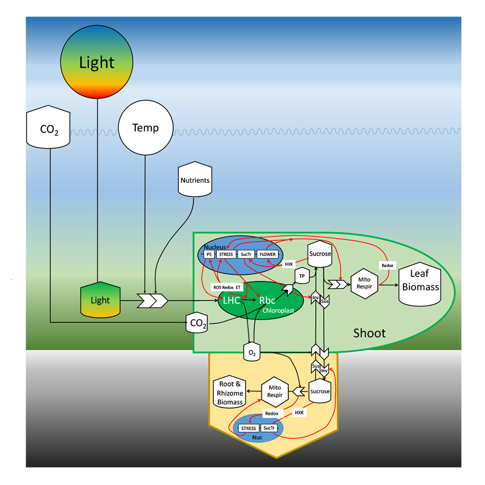 Schematic diagram illustrating the transcriptomic and metabolomic linkages between environmental drivers and eelgrass metabolic performance. (Richard Zimmerman)