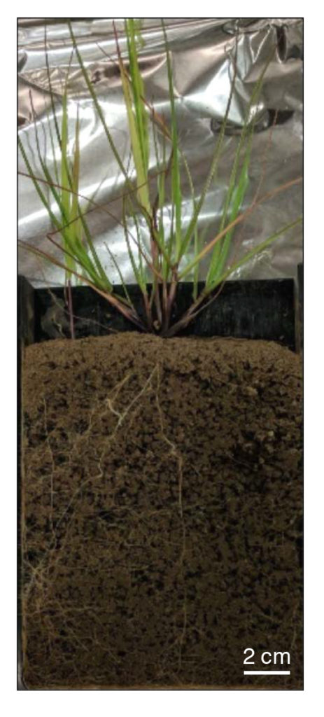 Switchgrass microcosm showing established root network. (James Moran)