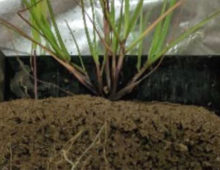 Cropped image of switchgrass microcosm showing established root network. (James Moran)