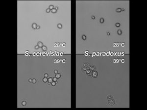 Results from microscopy experiments of S. cerevisiae DBVPG1373 and S. paradoxus Z1 after 24 hours of liquid growth at the indicated temperature; at 28°C, both species were approaching stationary phase. (Images by Carly Weiss, courtesy of the Brem Lab)