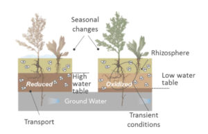 Conceptual diagram of the seasonal changes at the Riverton floodplain site. (Kristin Boye)