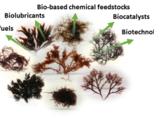 Exploring algal biodiversity for biotechnological applications is the focus of Bradley Moore's accepted proposal. (Courtesy of Bradley Moore)