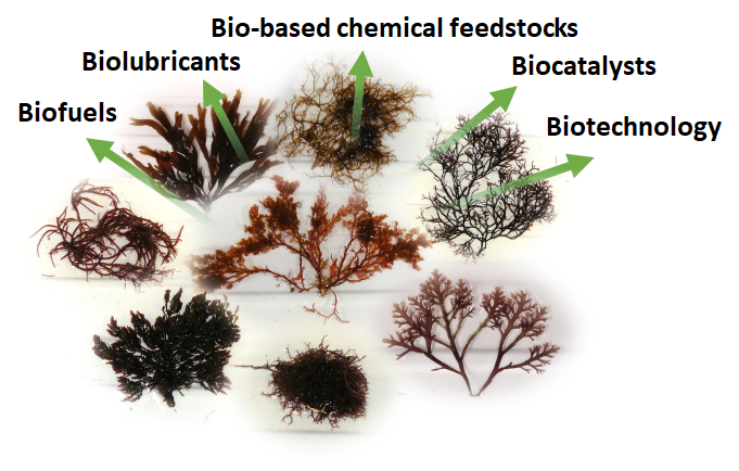 Exploring algal biodiversity for biotechnological applications is the focus of Bradley Moore's accepted proposal. (Courtesy of Bradley Moore)