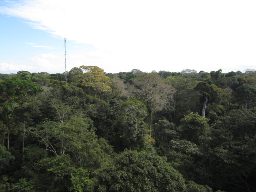 Jorge Rodrigues is interested in the biological causes of methane flux variation in the Amazon rainforest. (Courtesy of Jorge Rodrigues)