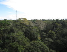 Jorge Rodrigues is interested in the biological causes of methane flux variation in the Amazon rainforest. (Courtesy of Jorge Rodrigues)