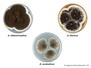 Aspergillus section Nigri fungi sequenced and analyzed for this study (clockwise from top left): A. heteromorphus, A. ibericus and A aculeatinus. (All images by Ellen Kirstine Lyhne, DTU.)