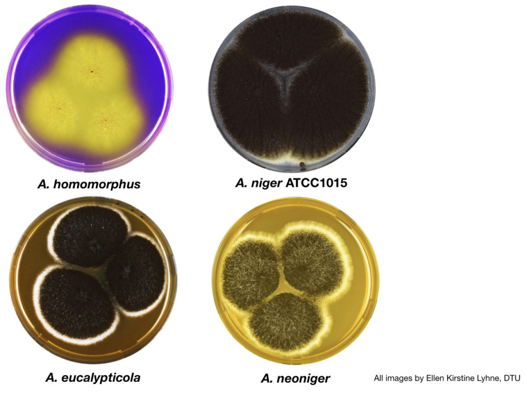 A. niger section Nigri fungi sequenced and analyzed for this study (clockwise from top left): A. homomorphus, A. niger ATCC1015, A. neoniger and A. eucalypticola. (All images by Ellen Kirstine Lyhne, DTU.)