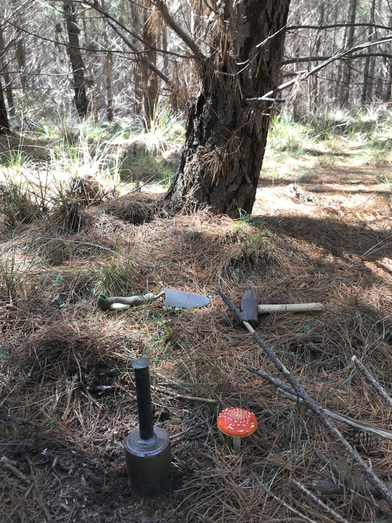 At a field site in Australia to study the relationship between mycorrhizal fungi and exotic pines, Sunny Liao of the University of Florida spotted an Amanita muscaria fruiting beside the team's soil core. (Sunny Liao)