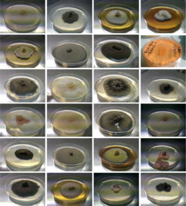 Morphological diversity of Sordariales growing in the lab. Pierre Gladieux's proposal explores functional diversity in Neurospora and its relatives. (Pierre Gladieux, INRA Montpellier)
