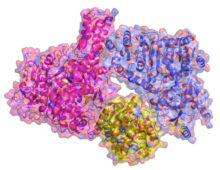 Atomic structure of Propionyl-CoA synthase and its three parts. (Courtesy of MPI)