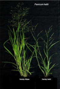 Representative morphology of Panicum hallii var. filipes and Panicum hallii var. hallii grown under controlled greenhouse conditions in Austin, Texas. Left is the FIL2 genotype; right is the HAL2 genotype. (Amalia Díaz)