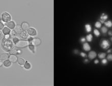 The lipid producing yeast, Yarrowia lipolytica, examined with light microscopy (left) and fluorescence microscopy (right), after being stained with Nile Red to visualize the lipid droplets inside (shown here in white). (Courtesy of Hal Alper)
