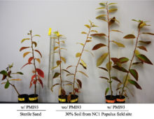 Poplar cuttings inoculated with M. elongata strain PM193 (far right) grow larger in 30 percent forest soil / 70 percent sand than without PM193 (middle). On the left are controls grown in sterile sand. (Chih-Ming Hsu)