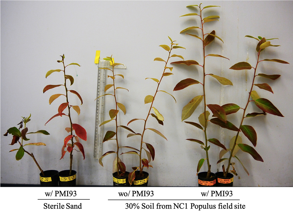 Poplar cuttings inoculated with M. elongata strain PM193 