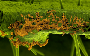 Scanning electron microscopy picture of a soybean leaf infected by the rust fungus Phakopsora pachyrhizi. The leaf and the fungus were artificially painted in green and in orange, respectively. The section shows invading infection hyphae of the fungus inside the leaf mesophyll, whereas the spores are visible below the leaf breaking through the lower epidermis (U. Steffens, Bayer Crop Science)